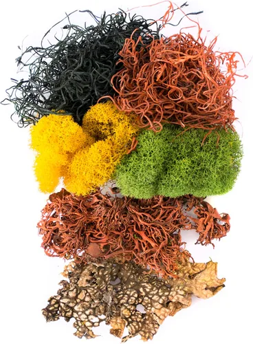 Miniatura 2 de SuperMoss (23309) Mezcla de musgo – Musgo decorativo de alta calidad para manualidades, terrarios, decoración de bodas y mesa, 80.75 pulgadas