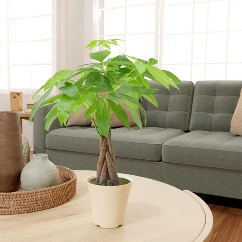 Miniatura 6 de Árbol de dinero trenzado vivo Pachira Aquatica Planta de interior en maceta de plástico de marca Arcadia Garden, regalo para coleccionista de Money