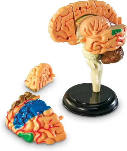 Miniatura 2 de Modelo de cerebro Learning Resources