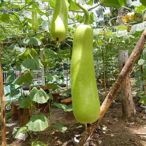 Miniatura 5 de 25 piezas de semillas de calabaza de botella larga india para plantar, semillas de vegetales sin OMG para el jardín del hogar, terraza, jardineras