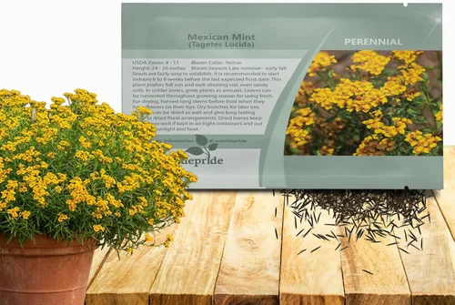Outsidepride Semillas de menta mexicana – 1000 semillas de hierbas perennes para plantar, sabor a estragón fresco para pescado y ensaladas, flores