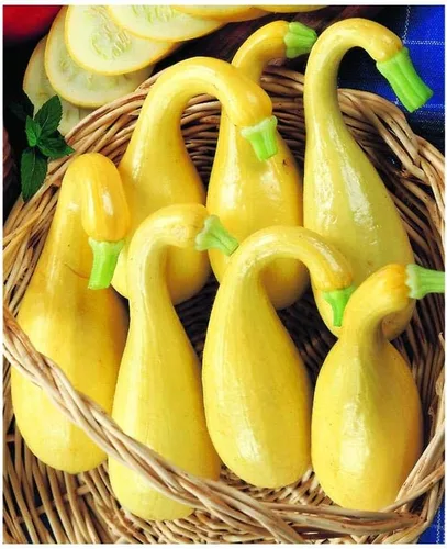 Miniatura 4 de Park Seed Semillas de calabaza espagueti híbridas Tivoli - Ganador de la AAS con sabor dulce y textura crujiente, hábito compacto de arbusto