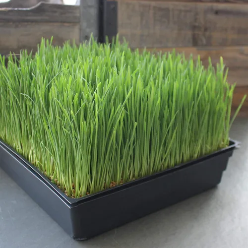 Miniatura 3 de Bandejas de cultivo de 20 x 10 pulgadas, sin agujeros de drenaje, de plástico reciclado, bandejas para brotes de hierba de trigo, cultivo