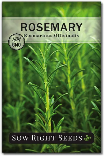 Miniatura 7 de Sow Right Seeds - Semilla de romero para plantar - Paquete de reliquia sin OMG con instrucciones para plantar y cultivar un jardín de hierbas