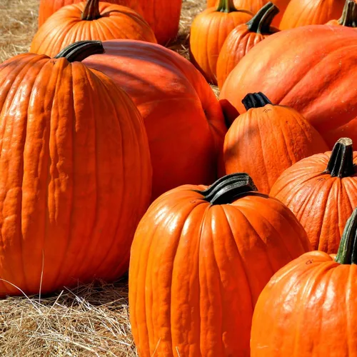 Miniatura 7 de Brownie Brand - Semillas de calabaza gigante del Atlántico - Semillas tradicionales sin OMG para cultivar calabazas masivas de hasta 1,000 libras