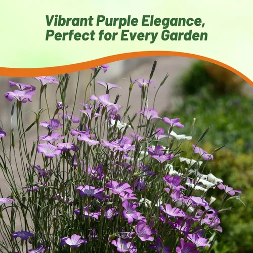 Miniatura 5 de Outsidepride Agrostemma - Semillas de flores moradas – 1000 piezas anuales, corncockle, variedad reliquia, fácil de cultivar, flores silvestres
