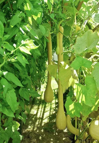 Miniatura 2 de TomorrowSeeds - Semillas de calabaza Tromboncino - Más de 30 unidades - para plantar 2026 Zuchetta Rampicante Trombetta Tromboncino Calabacín