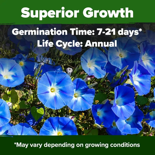 Miniatura 2 de HOME GROWN Heavenly Blue Morning Glory - 150 semillas de reliquia para plantar, ideal para un jardín de flores que atrae a polinizadores y pájaros