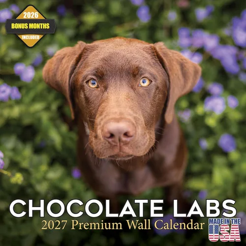 Calendario de chocolate Labrador 2025 2026 – Calendario mensual de pared de raza de perro – 12 x 24 pulgadas abierto – Papel grueso sin sangrado –