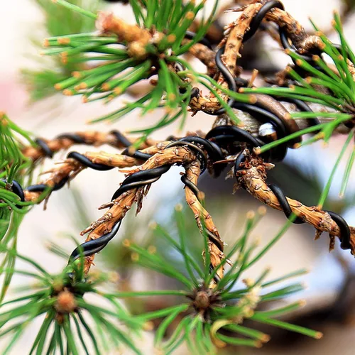 Miniatura 5 de Queenbox Alambres de entrenamiento de árbol de 32.8 ft de longitud de 0.059 in, rollo de alambre de entrenamiento de bonsái de aluminio anodizado