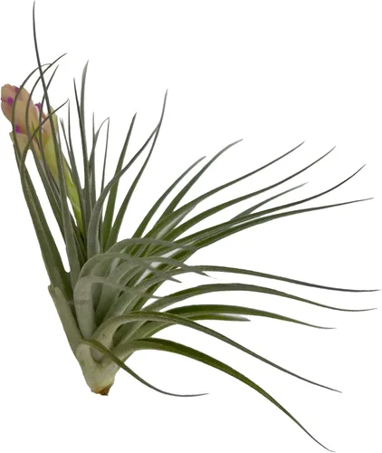 Miniatura 5 de ragnaroc Air Plants - Caja de Regalo Elsker - Grande 4" - 5ct - Llegada Viva Garantizada - Plantas de interior para decoración del hogar y regalo