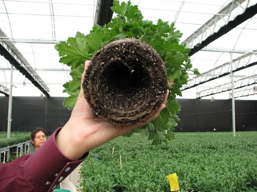 Miniatura 7 de Compañero para amantes de las plantas. Juego múltiple de 12. Raíces de poda de aire, evita la pudrición de las raíces y el riego excesivo. Plantas