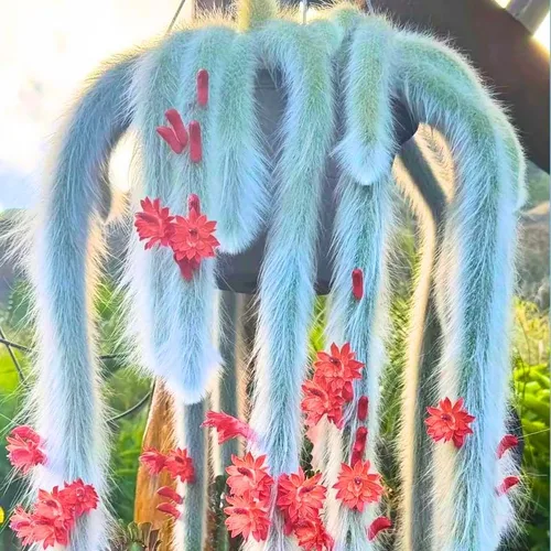 Planta viva de cactus de cola de mono rastrero, suculenta de cactus colgante rara, 5-8 pulgadas de alto bien arraigada desnuda