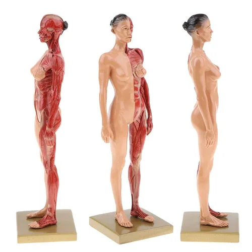 Miniatura 6 de BONEW Resina masculina y femenina de 11.8 in, anatomía anatómica humana, cabeza de cráneo, modelo de cuerpo, modelo de hueso muscular