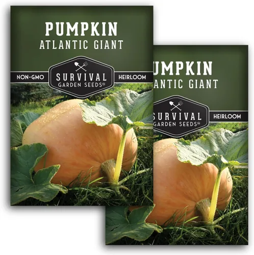 Miniatura 10 de Atlantic - Semillas de calabaza gigante para plantar Variedad tradicional sin OMG para cultivar enormes calabazas de competencia para jardín