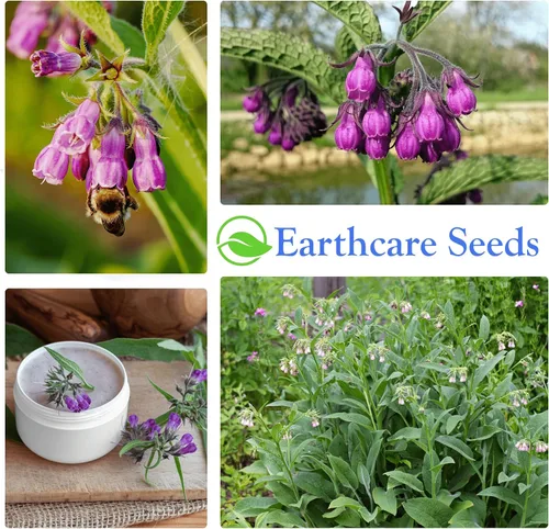 Miniatura 8 de True Comfrey 50 Semillas (Symphytum officinale) Sin OGM, Herencia