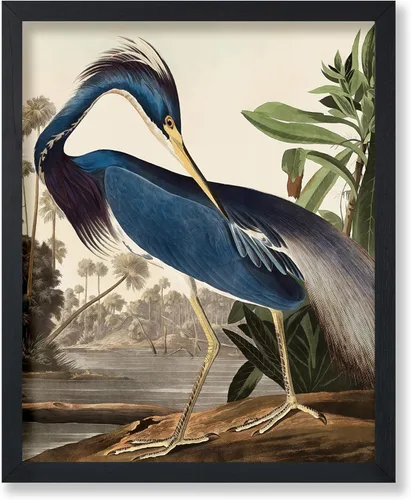 Poster Master Póster vintage de James Audubon – Impresión de garza de Luisiana – Arte de aves de América – Arte de aves – Regalo para hombres,