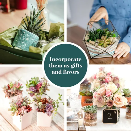 Miniatura 5 de Shop Succulents Colección surtida Surtido variado de plantas suculentas reales de interior, totalmente arraigadas, paquete de 20 unidades B