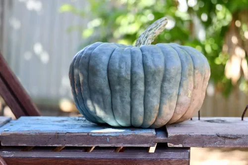 Miniatura 2 de Semillas de calabaza azul Queensland Paquete de 10 semillas Fácil de cultivar