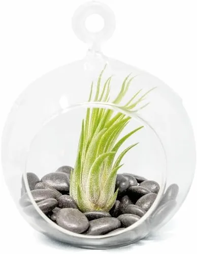 Miniatura 9 de Impresionante kit de terrario de planta de globo de fondo plano, pequeña planta de aire surtida, piedras beige en tarro de propagación, maceta