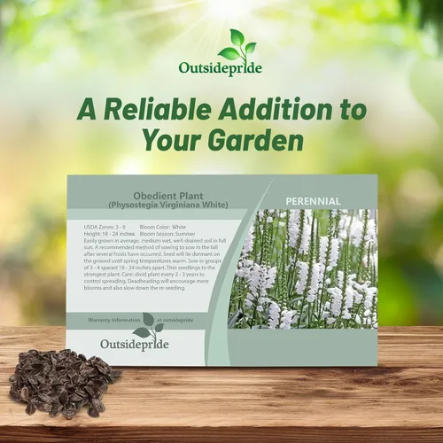 Miniatura 4 de Outsidepride Semillas de plantas obedientes – 1000 unidades. Semillas perennes, de bajo mantenimiento y fáciles de cultivar, semillas de flores