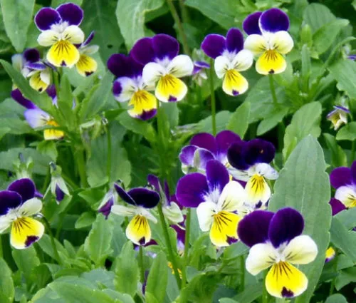 500 semillas de flores de viola Johnny Jump UP Helen Mount Tricolor Flower