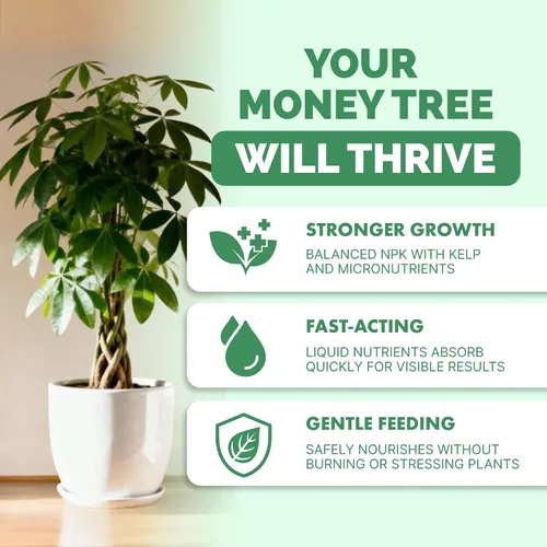 Miniatura 2 de Fertilizante para árbol del dinero para árboles del dinero y todas las plantas de Pachira, alimento líquido para plantas 8 oz (250mL)