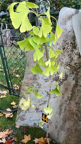 Ginkgo Biloba Planta exacta #44 Plántula sin sexo a raíz desnuda 4 años de edad