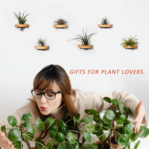 Miniatura 2 de soporte para plantas de aire, pequeño soporte de exhibición para plantas de aire. Montaje en pared para ahorrar espacio, decoración de pared.
