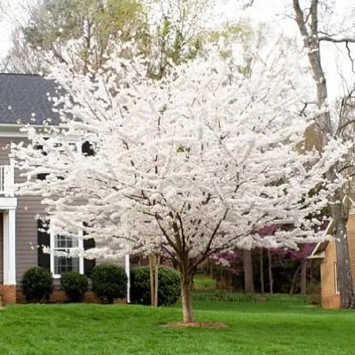 5 semillas de cerezo Yoshino floración japonesa ornamental jardín semilla flor flor prunus perenne flores