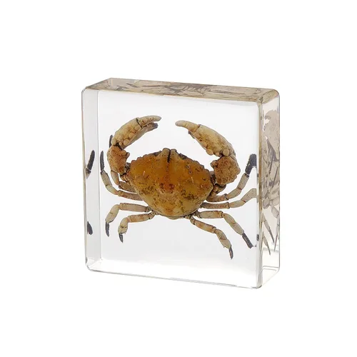 Miniatura 10 de Pulpo de taxidermia, especímenes de pulpo real, espécimen de animales en resina para educación científica en el aula, gran regalo para fanáticos