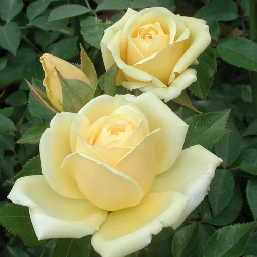 Miniatura 16 de Heirloom Roses Rose Bush - Easter Basket™ Planta amarilla viva para plantar al aire libre