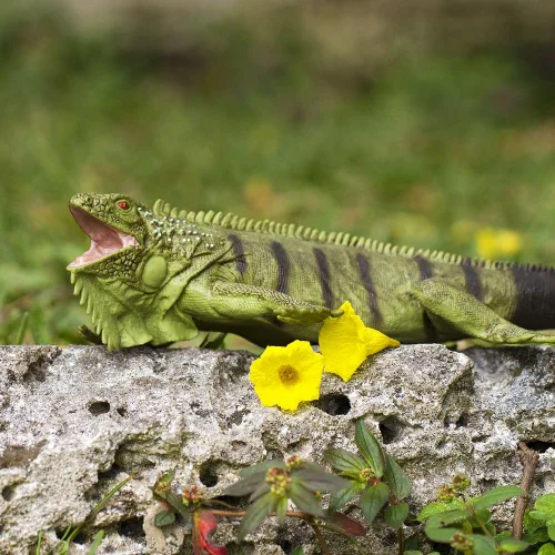 Miniatura 6 de Safari Ltd. Figura de Iguana – Figura de modelo realista de 11 pulgadas – Juguete educativo para niños, niñas y niños a partir de 3 años