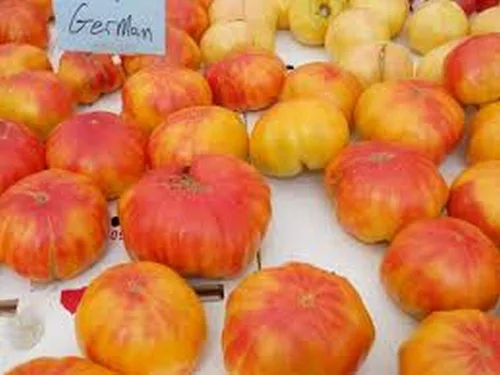 Miniatura 2 de Tomate alemán viejo- Un gran gran sabor favorito (10 - Semillas)