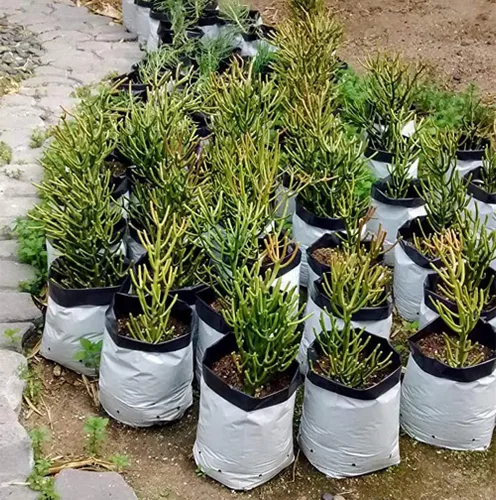 Miniatura 9 de Lawei Paquete de 100 bolsas de cultivo de plástico de 1 galón, bolsas de cultivo de plantas en blanco y negro, bolsas de siembra para plantas