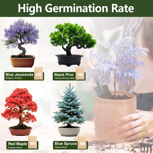 Miniatura 3 de Kit de árbol bonsái de 4 semillas, kit vivo de árbol bonsái para principiantes, fácil de cultivar, kit completo de inicio de jardín