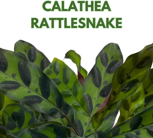 Miniatura 2 de Calathea Lancifolia, serpiente de cascabel, planta de oración, serpiente de cascabel, maceta de 4 pulgadas