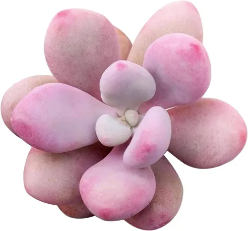 Miniatura 15 de Baby Toes Fenestraria - Maceta de arcilla de 2 pulgadas + maceta de arcilla, suculenta saludable, rara e inusual, planta de interior de fácil