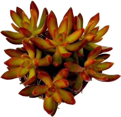 Miniatura 7 de Cadena de perlas (Senecio Rowleyanus) - Plantas vivas rastreras totalmente enraizadas y en floración - Rara planta de interior para decoración