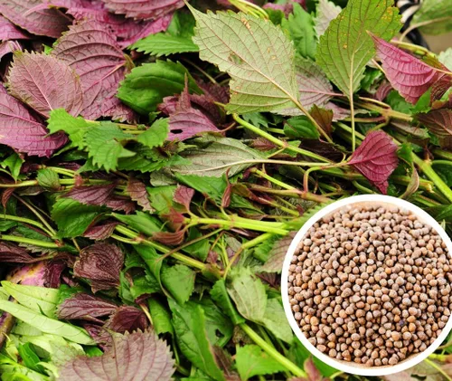 Miniatura 7 de 200 semillas Shiso para plantar perilla roja, semillas de hierbas tradicionales sin OMG para plantar un jardín culinario interior/exterior