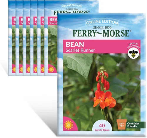 Miniatura 25 de Ferry-Morse Online Edition Tomato Supersweet 100 semillas híbridas – Alta tasa de germinación, sin OGM – Paquete de 8 Tomato Supersweet 100 Hybrid