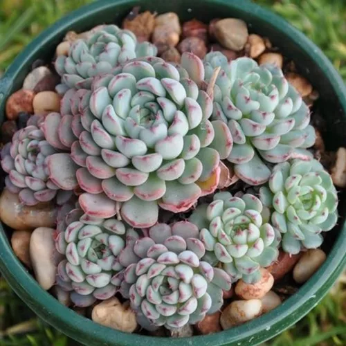 Miniatura 12 de Echeveria Suculents Plantas vivas para cultivar, suculentas de Echeveria vivas, plantas de Echeveria vivas, suculentas de Echeveria viva, pájaro