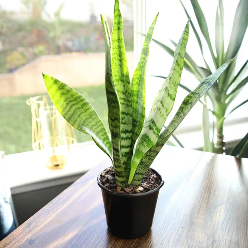 Miniatura 8 de Planta de serpiente viva, Sansevieria Zeylanica, planta de interior en maceta, planta de lengua de suegra Sansevieria viva, planta suculenta en Olla
