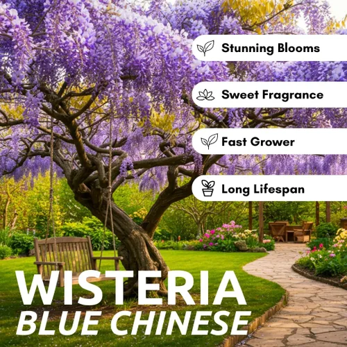 Miniatura 2 de Plántulas de glicina china púrpura para plantar, plántulas de árboles vivos para crecer, Wisteria sinensis (3 plántulas) - No hay barco a California