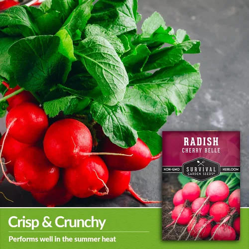 Miniatura 3 de Survival Garden Seeds - Semilla de rábano Cherry Belle para plantar - Paquete con instrucciones para plantar y cultivar deliciosos rábanos rojos
