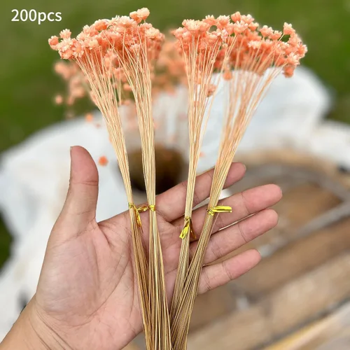 Miniatura 6 de 200 tallos de flores secas naturales brasileñas, margarita estrella pequeña seca, mini ramo decorativo de manzanilla seca para arreglos florales