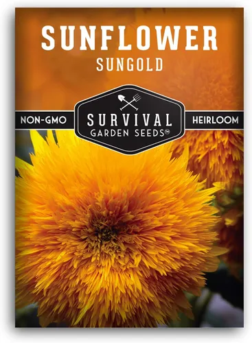 Sungold - Semillas de girasol de oso de peluche para plantar, flor enana con flores esponjosas de pompón, reliquia, variedad sin OMG, semillas de