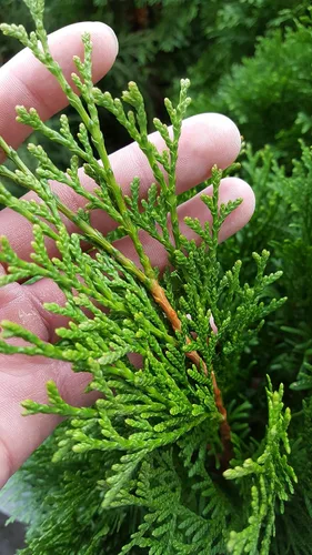 Miniatura 3 de Planta viva Green Promise Farms, Thuja occidentalis 'Smargd' Emerald Green Arborvitae #3 Contenedor de tamaño Evergreen