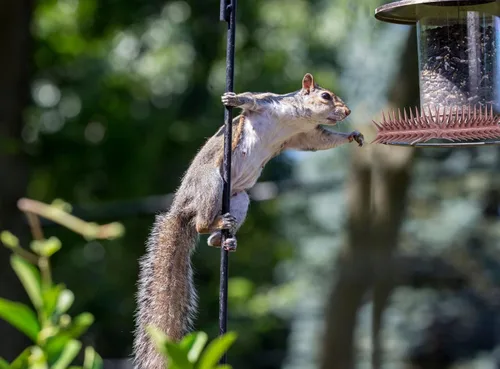 Miniatura 4 de Paquete de 24 palomas para pájaros para exteriores con 30 bridas para cables, picos disuasorios de pájaros para palomas y otras aves pequeñas, picos