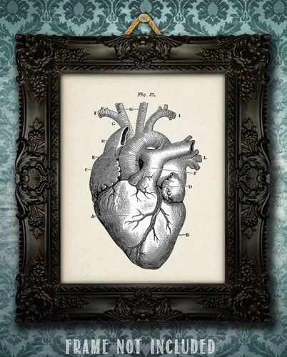 Miniatura 3 de Anatomical Heart - Impresión artística de anatomía sin marco de 11 x 14 pulgadas, póster de anatomía vintage para médicos, enfermeras, estudiantes